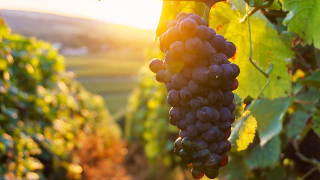 We’re Bringing Soil Sounds to WineGB’s Regenerative Viticulture Workshop