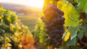 We’re Bringing Soil Sounds to WineGB’s Regenerative Viticulture Workshop