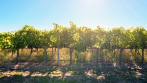 Exploring Innovation in Regenerative Viticulture at JoJo’s Vineyard