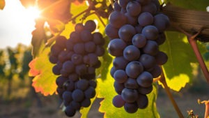 Tuning Into the Future of Viticulture at the Vineyard Show