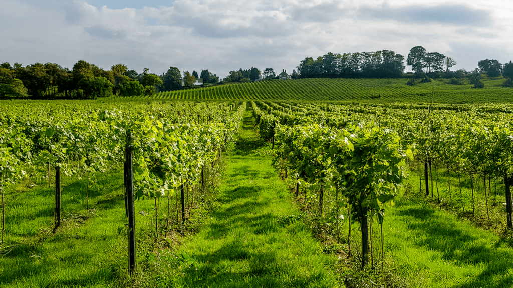 UK Vineyard Research Takes the Stage at the Cool Climate Wine Symposium