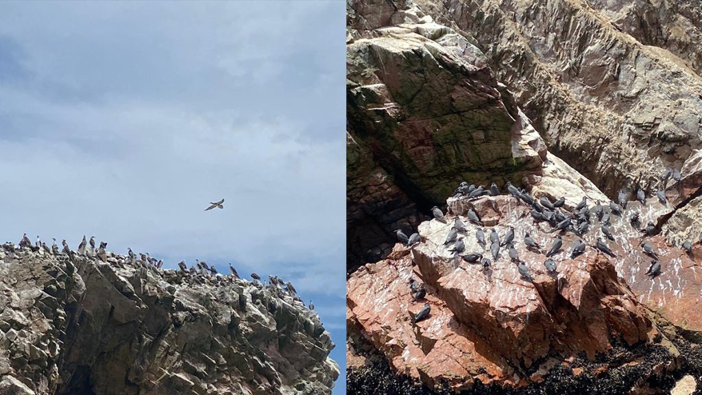 Peruvian Boobies and Inca Terns in Peru